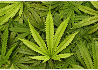 Wall26 Big Marijuana Leaf Close Up With Texture Background Of