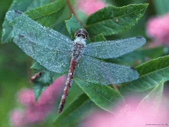Dragonfly Wallpaper