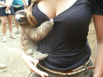 Focus On The Sloth