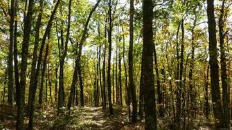 Appalachian Trail Wallpaper