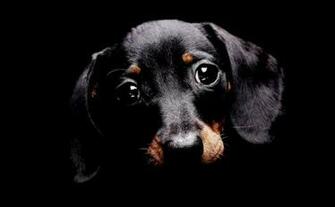 Dog Eyes Look HD Wallpaper Best Desktop