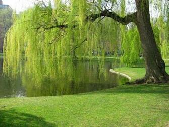 Picturesoftrees Org Large Weeping Willows Tree Pictures Jpg