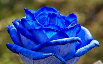 Blue Rose Wallpaper Background Beautiful Desktop