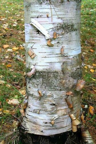 Birch Tree Wallpaper On To Think Of Trees As Somehow Expressing