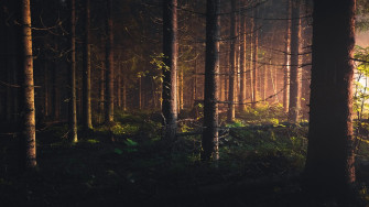 Sunlight Pine Tree Nature Forest 4k Ultra HD Wallpaper By Niilo Isotalo