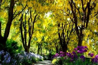HD Wisteria Walkway Wallpaper