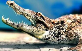 Reptiles Animals Crocodile HD Wallpaper Deskt