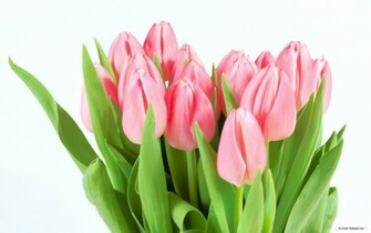 Wallpaper Flower Tulip