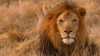 Lion Wallpaper HD Pictures One Background