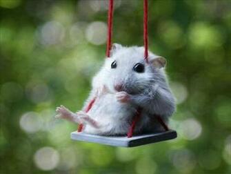 Funny Hamster Wallpaper