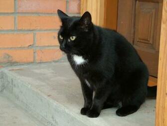 Wallpaper Black Cat