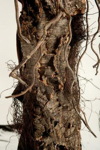 Make Fake Bark Image Search Results