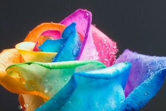 Rainbow Flower Background Wallpaper HD