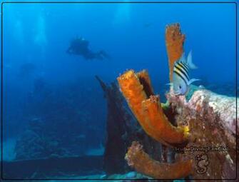 Scuba Diving Wallpaper