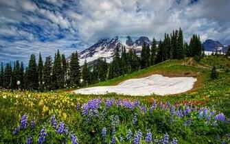 Washington State Flowers Wallpaper Desktop