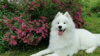 Samoyed Wallpaper Image