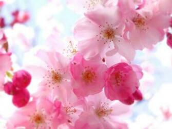 Collection Wallpaper Image Screensavers Beautiful