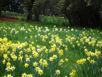 Field Of Daffodils Daffodil Hill Volcano Ca