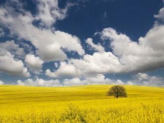 Grassland Wallpaper