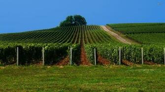 Jidvei Vineyard Wallpaper Nature