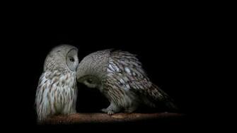 Owl Couple Dark Background Predators Wallpaper 4k Ultra