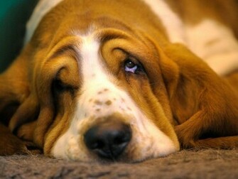 Very Sad Basset Hound Wallpaper And Image