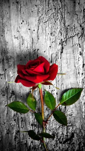 Rose Wallpaper For iPhone Image
