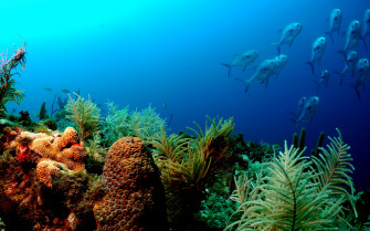 Ocean Underwater Wallpaper HD