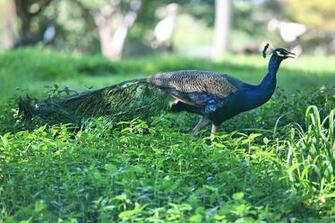 Peafowl Wallpaper First HD