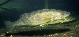 Pix For Walleye Wallpaper