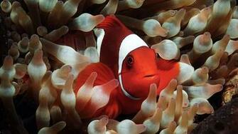 Clown Fish Wallpaper Net