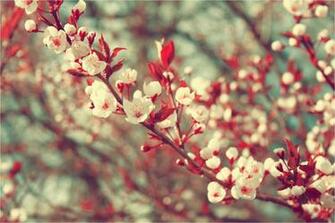 Floral Wallpaper Fresh Chicken Nug S Background