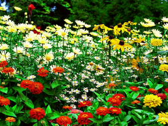 Wallpaper Dekstop U Flower Garden