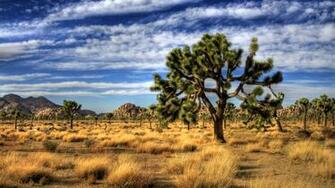Joshua Tree National Park HD Wallpaper Background