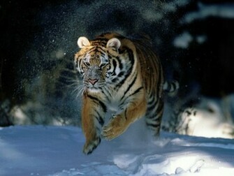 Cute Tiger Wallpaper Desktop Background