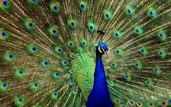 Peacock Wallpaper Animal