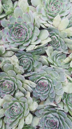 Succulents Wallpaper iPhone