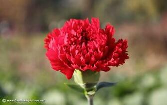 Never Underestimate The Influence Of Internet Flowers