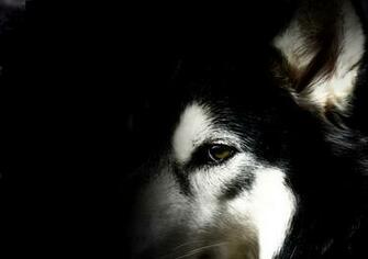 Husky Wallpaper