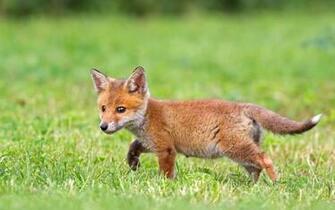 Cute Fox Cub HD Desktop Wallpaper 4k