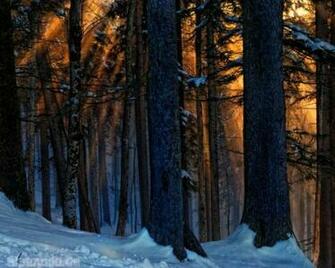 Sunset In The Winter Woods Wallpaper HD