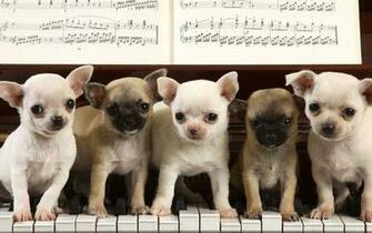 Chihuahua Dog On Piano Widescreen Wallpap Wallpaper Cool