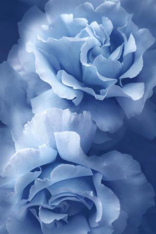Blue Roses By Jennie Marie Schell In