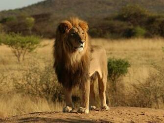 Lion Wallpaper Two Lions HD Best