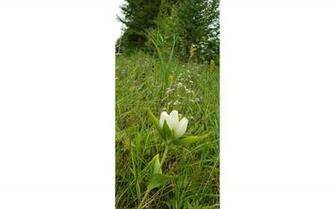 Outdoor Fishing S Hold Strong Wildflowers Bloom And