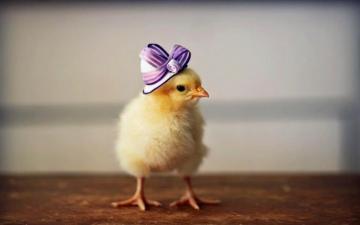 Chicken Bird Image And Desktop Background