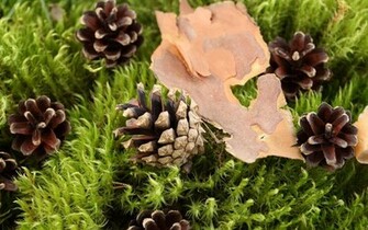 Pine Cones Wallpaper