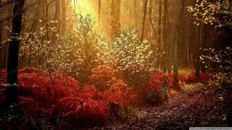 Red Barn In Autumn Forest Wallpaper Wide