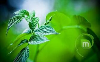 Ubuntronics Linux Mint Debian Edition Wallpaper