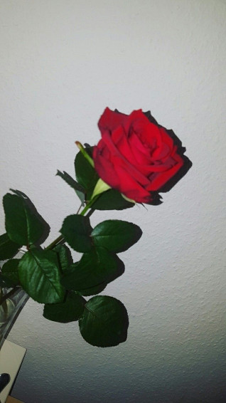 Red Rose Aesthetic Wallpaper On